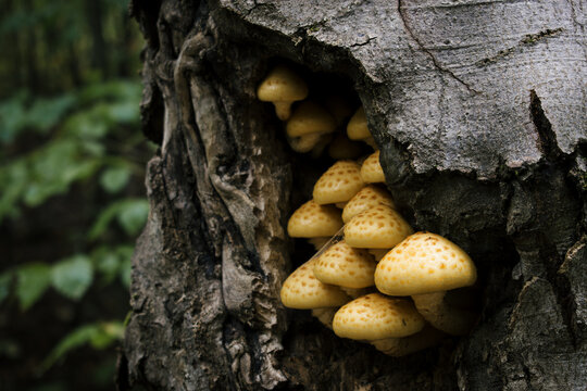 Mushrooms in a burrow