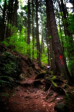 A steep forest path lined with mossy tree roots leads uphill through tall green trees with a red painted arrow on a trunk.