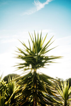 Bright Green Plants Under a Clear Sky in a Sunny Location