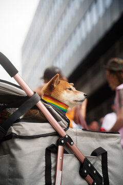 Dog on pride parade