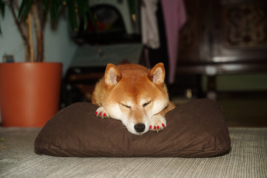 Dog claws nail polish