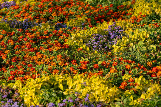 Vibrant flower bed with blooming zinnias, ageratum, and ornamental coleus in a sunny park. A beautifully designed city flowerbed featuring rows of colorful summer flowers.