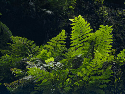Tree Ferns in Caldera de Taburiente La Palma