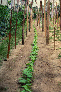 Cucumber Vines on Trellises