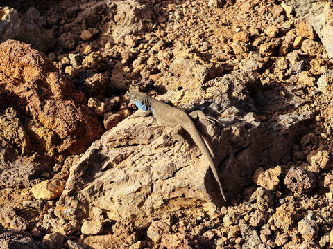 Blue-throated lizard on volcanic rock
