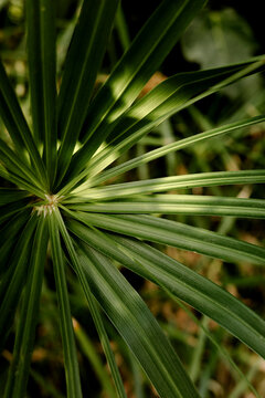Palm Leaves Spread out in a Green Garden During Daytime