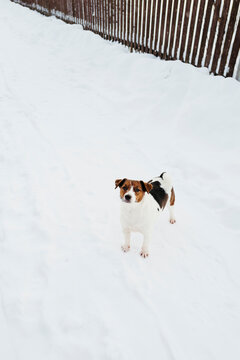 Playful Dog Explores a Snowy Path With Joyful Curiosity