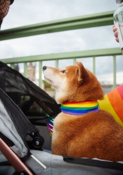 Dog on pride parade