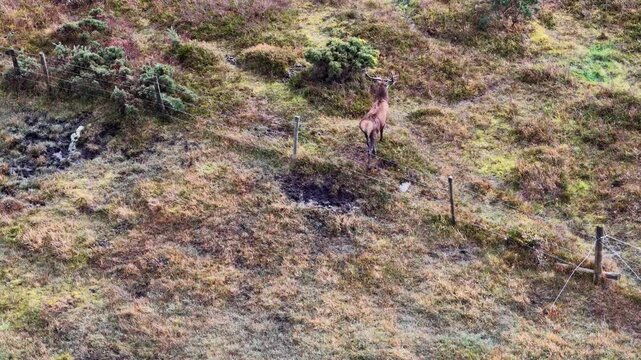 Lonely red deer stag walking over fence during the rut in County Donegal, Ireland