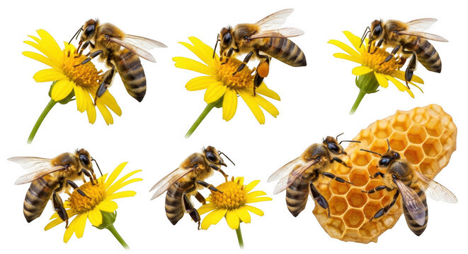 Honey bees on yellow flowers set isolated on transparent background