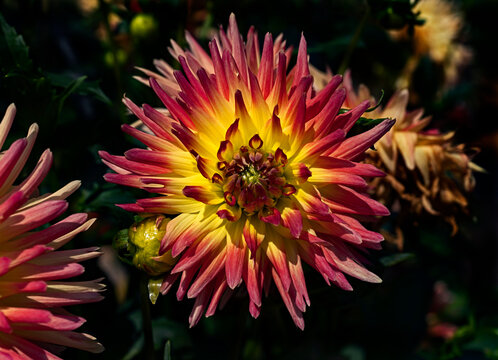 View of dahlia in the garden. Variety - Lindsay Michelle