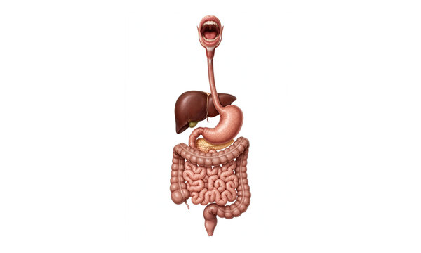 Human Digestive System Anatomy - Realistic 3D Medical Illustration Isolated on White Background
