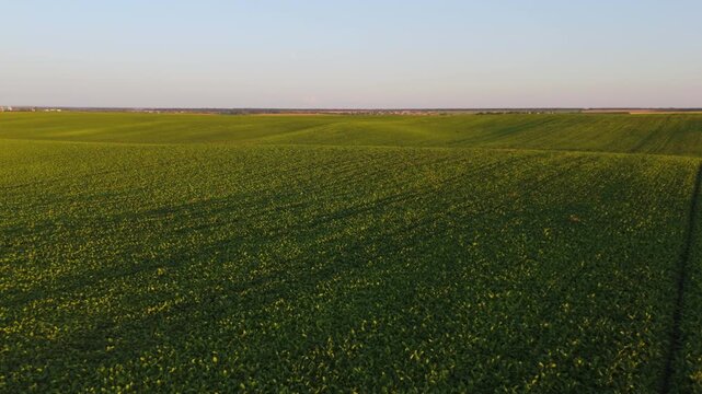 Aerial view of a green agricultural field with young sunflower plants at sunset creating a beautiful rural landscape