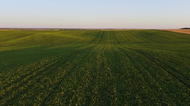 Drone flying forward over a green rural agricultural field with young plants growing at sunset, showing cultivation concept