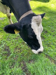 cow in the field © fabiobaldi