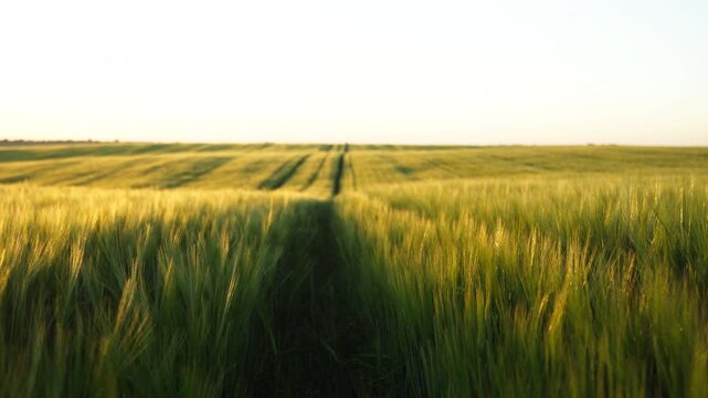 Golden green wheat field swaying in the wind during a scenic rural sunset over the agricultural farmland horizon