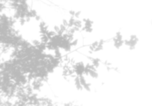 Natural light casts shadows from willow branches on a white background. Mockup