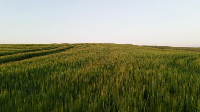 Low altitude drone flight over a vast green wheat field at dusk. Beautiful agricultural landscape with rolling hills under a clear sky