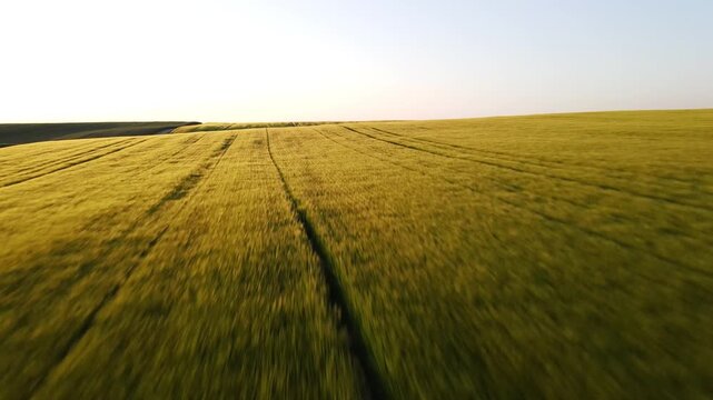 Drone flying fast over a green barley field at sunset with golden light and shadows from the rolling hills creating a pattern
