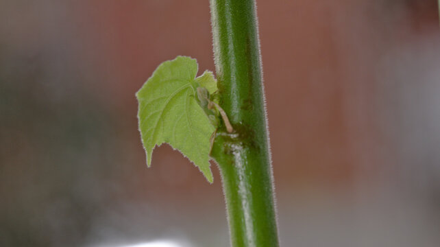 Close-up of a fresh young leaf emerging from a node on the green stem of an Abutilon plant, showing new vegetative growth and fine stem hairs.