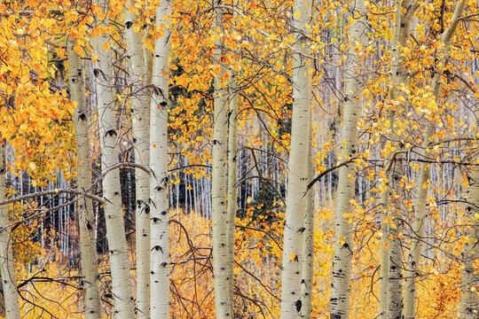 Beautiful wide panoramic view of white aspen tree trunks with golden autumn leaves