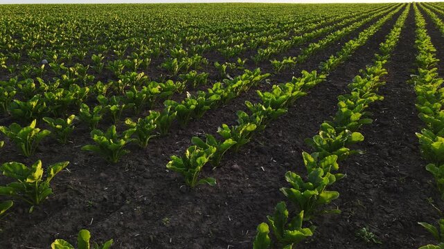 Green sugar beet seedlings growing in a cultivated agricultural field in long rows during a golden sunset