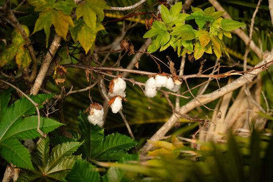 Open cotton bolls bursting with white fibre on a woody branch in a subtropical thicket on La Palma