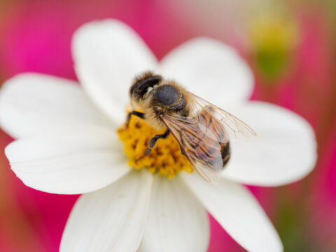 Abeille domestique (Apis mellifera) butinant une fleur blanche, insecte pollinisateur de la famille des Apidae