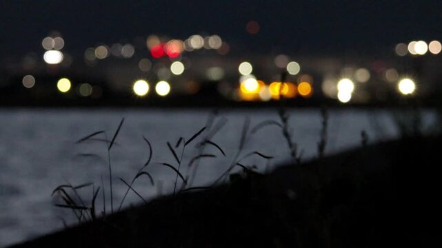 Simple but beautiful city lights ocean and dallisgrass swaying at night,4K