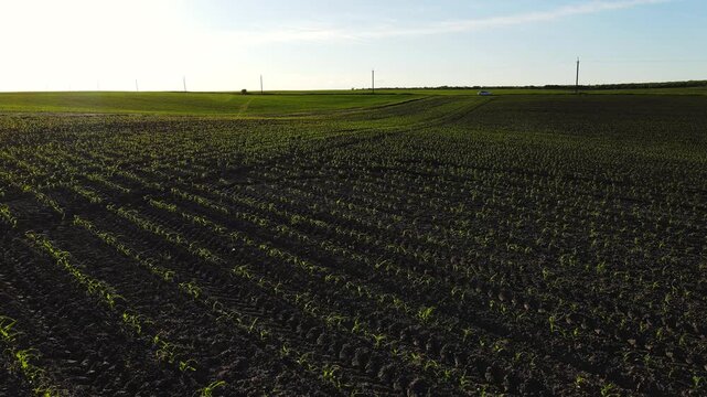 Aerial backwards flight over a young cornfield at sunset revealing cultivated farmland and rural landscape