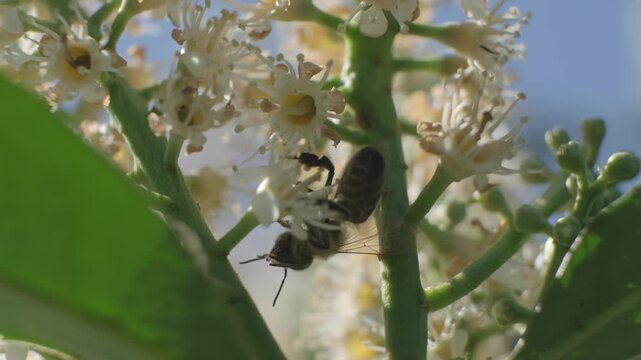 Macro Video of Honey Bee Crawling Under White Flowers
