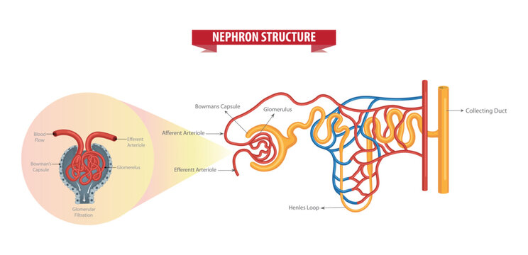 Nephron Structure Anatomy Diagram Showing Bowman&rsquo;s Capsule, Glomerulus, Arterioles, Loop of Henle and Collecting Duct.