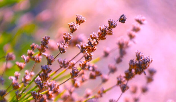 Fresh scented lavender grow in the field in summertime, fresh herb and scent flower background