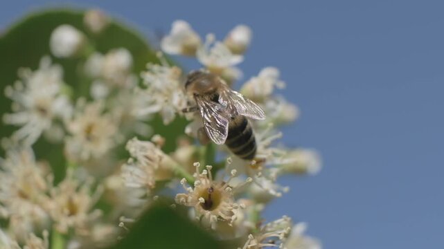 Honey Bee with Large Pollen Baskets Crawling on White Flower Cluster