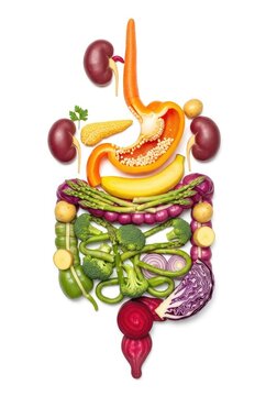 Intricate artistic illustration of the human digestive system crafted from various fresh, colorful vegetables like broccoli and peppers, organic, lifestyle, esophageal