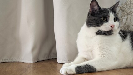 Curious gray and white cat looking away while lying on floor near window © natalia