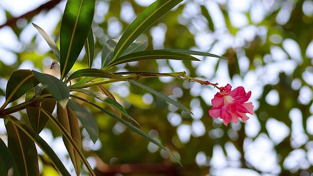 Single pink and white oleander swaying in beautiful sunlit green background,4K