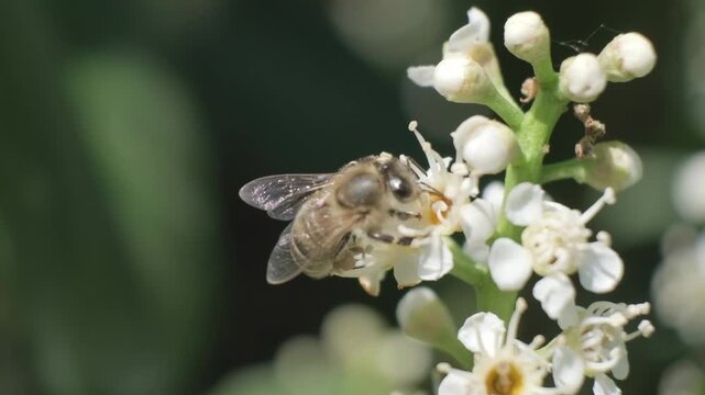 Macro Video of Honey Bee Foraging on Small White Flowers