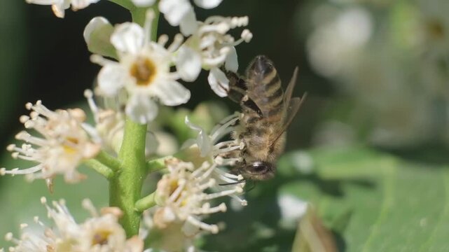 Honey Bee Inspecting White Flowers Inflorescence Macro Footage