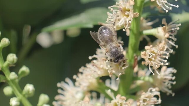 Honey Bee Crawling on White Flower Buds Close Up
