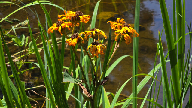 Cluster of vibrant orange wild arnica blossoms on a stem with dark centers by the water's edge in green reeds