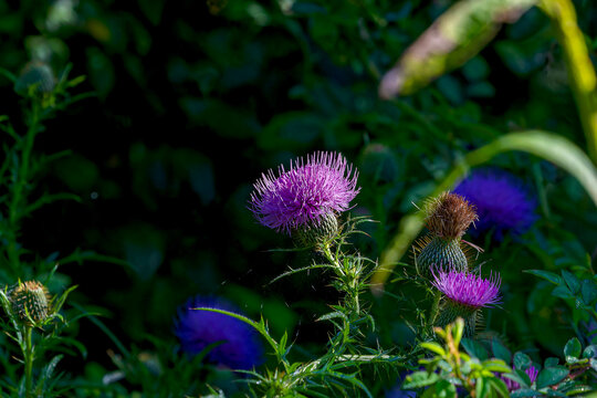 Close up of the head of flowering thistle. Picture from Ohio city park