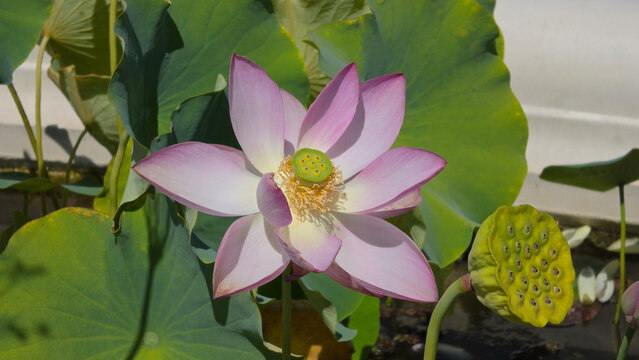 Pink lotus flower in full bloom with seed pod and green pads