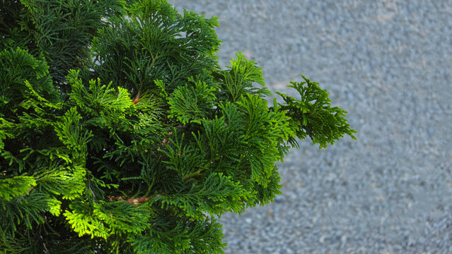 Vibrant green hinoki false cypress foliage with cupped scale-like leaves beside a sunlit gravel path