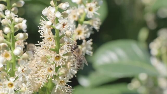 Honey Bee Crawling on White Inflorescence Macro Video