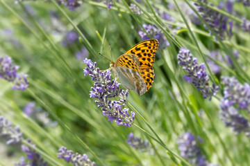 Silver-washed Fritillary butterfly (Argynnis paphia) sitting on lavender in Zurich, Switzerland © Janine