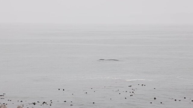 pod of whales near shoreline of DeKelders, South Africa at dawn