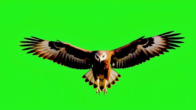 Majestic eagle flying on green screen, powerful bird of prey soaring in flight, brown hawk wingspan isolated for compositing