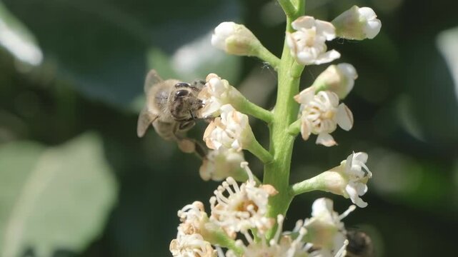 Detailed Macro Video of Honey Bee Foraging on White Flowers