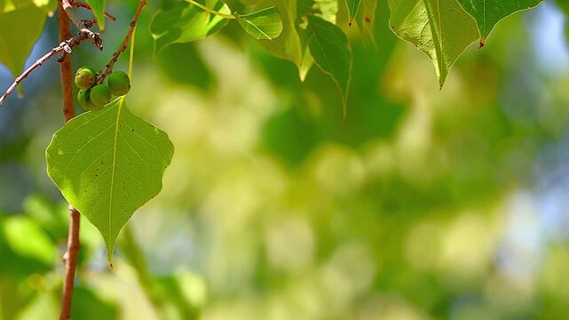 Single leaf and fruits of Chinese tallow tree swaying in beautiful sunlight,4K